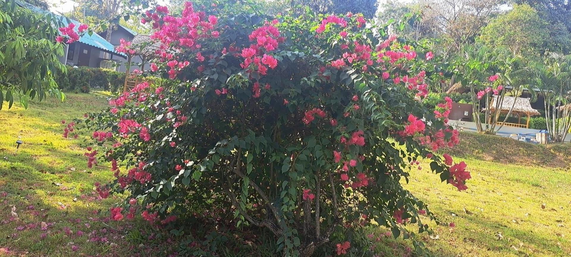 Siam Flora Resort Ko Lanta Zewnętrze zdjęcie