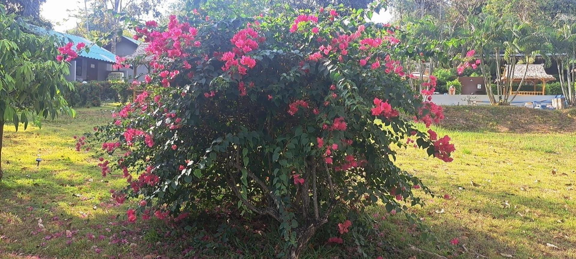 Siam Flora Resort Ko Lanta Pokój zdjęcie