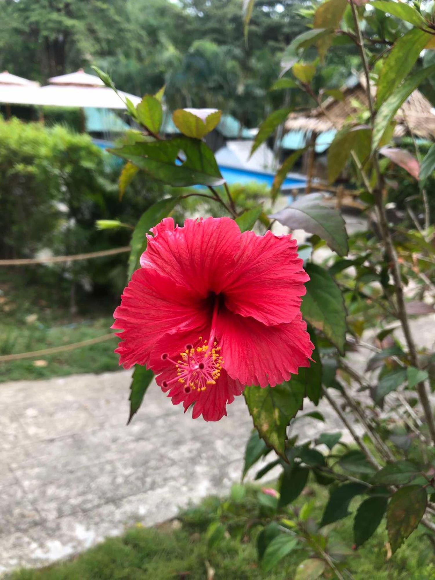 Siam Flora Resort Ko Lanta Zewnętrze zdjęcie